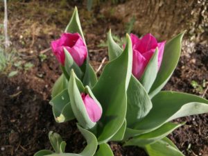 DGI – Dividend Growth Investing